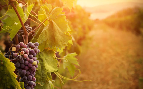 Weinreise