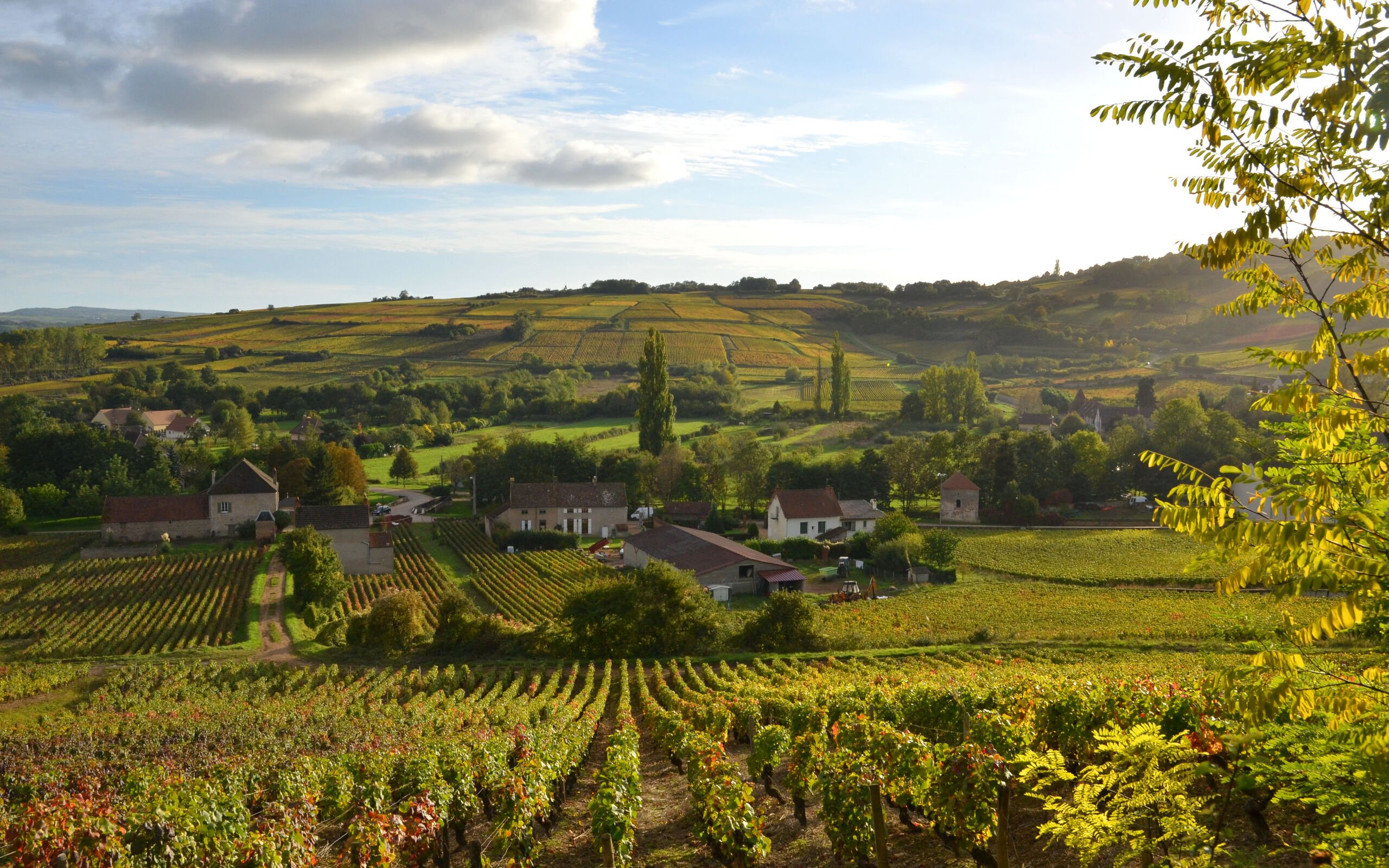 burgund-rundreise-landschaft-weinberge-0FN_0799