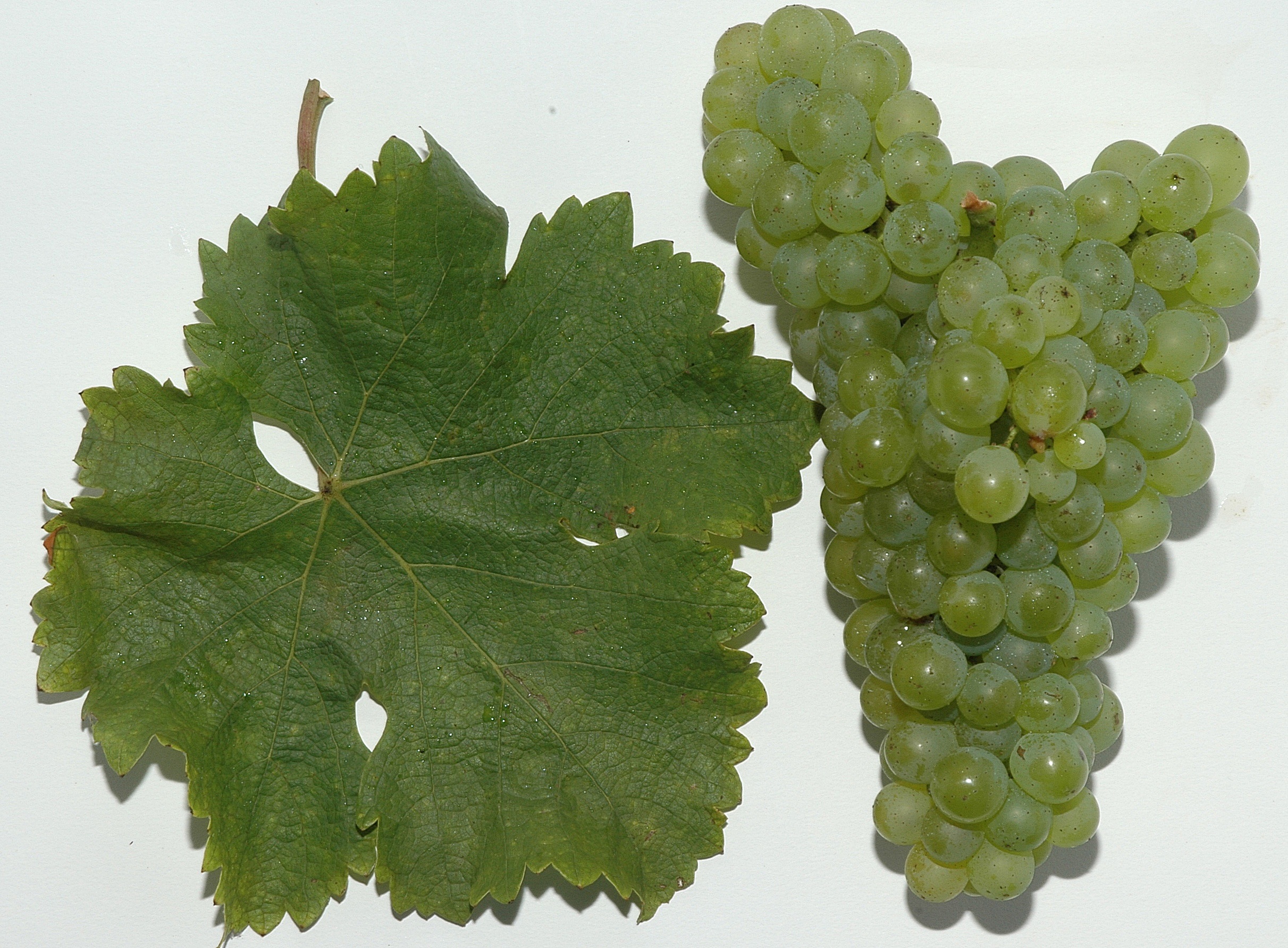 Sauvignon_Blanc_DSC_4417
