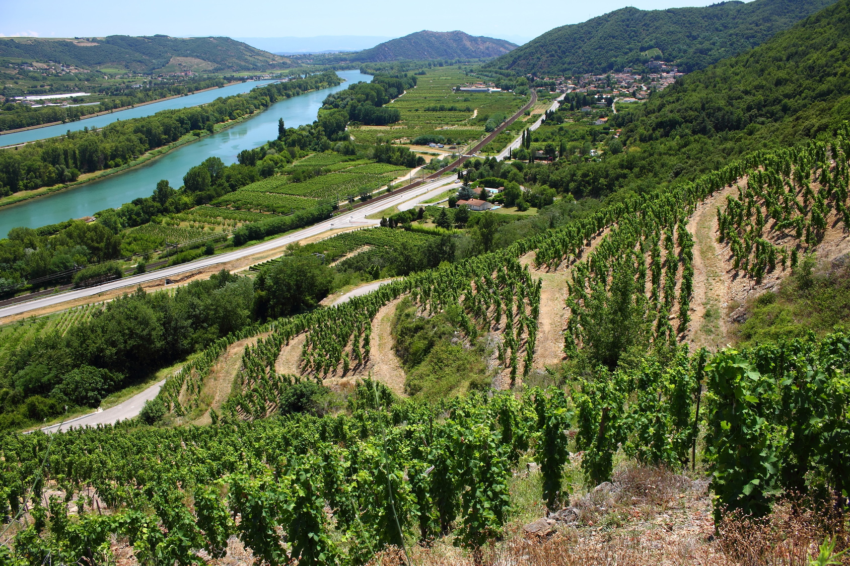 weinberge-CC-BY-Aurelien-Antoine-de
